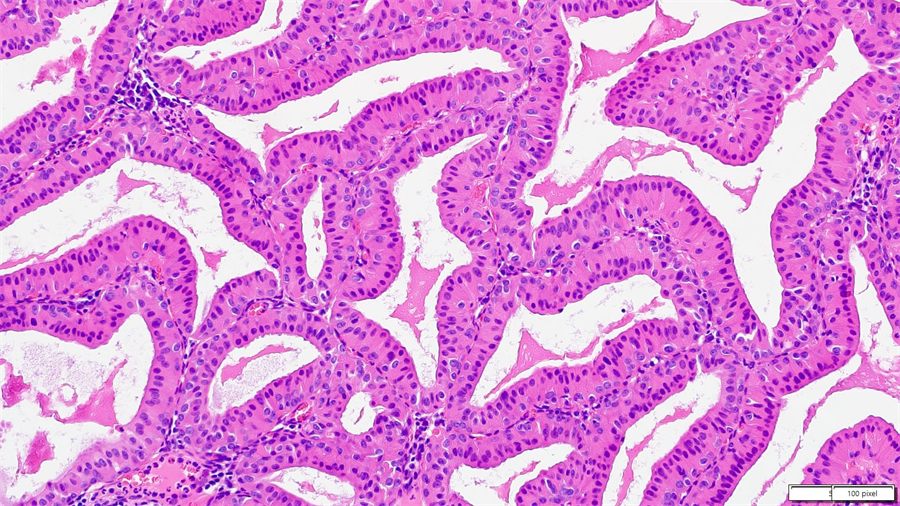 Histology of oral mucosa