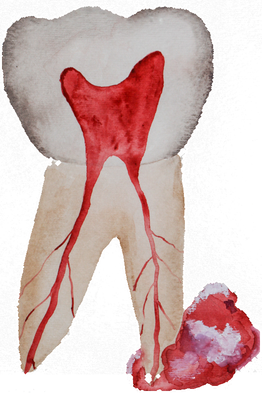 Watercolor illustration of a tooth
